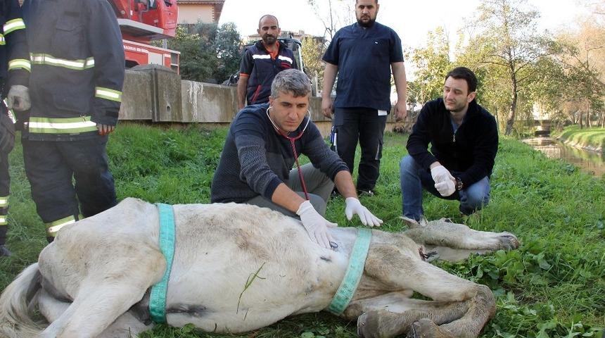 Yalova&rsquo;da &ouml;l&uuml;me terk edilen atın imdadına belediye koştu