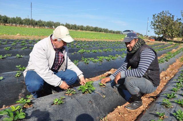 Anamur’da gördü Reyhanlı’da ekti