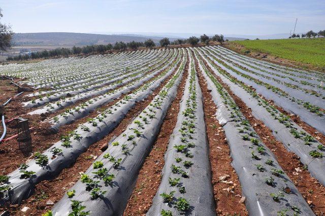 Anamur’da gördü Reyhanlı’da ekti