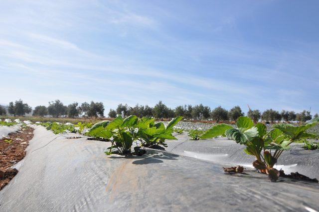 Anamur’da gördü Reyhanlı’da ekti