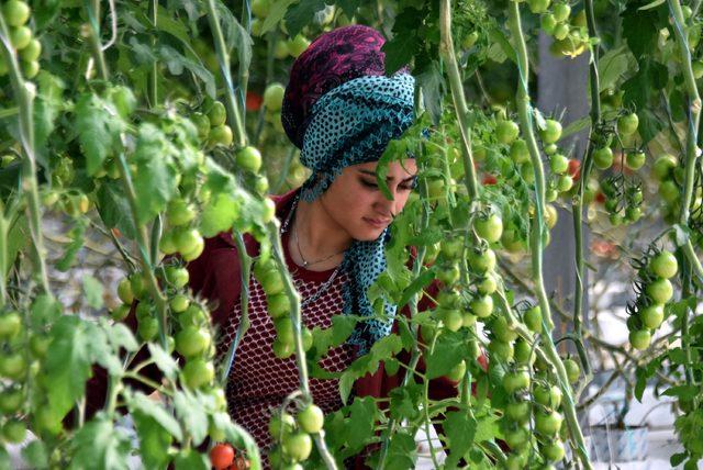 Domates serası kadınların umudu oldu