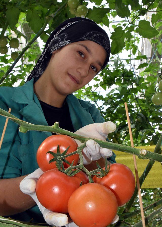 Domates serası kadınların umudu oldu