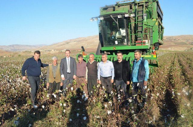 Siirt’te pamuk hasadı yapıldı