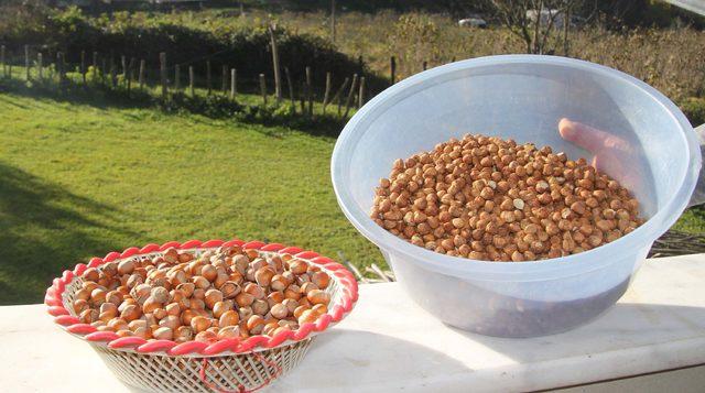 Devletin, okullarda ve askeri birliklerde fındık dağıtması istendi