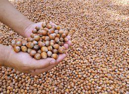 Devletin, okullarda ve askeri birliklerde fındık dağıtması istendi