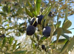 'Yeşil altın' zeytinde hasat başladı