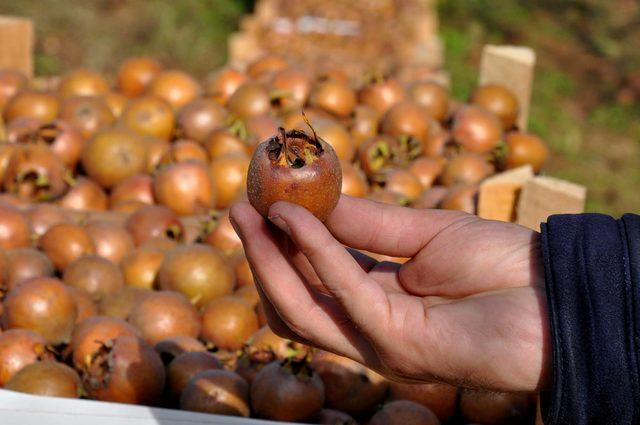 Muşmula çiftçinin yüzünü güldürdü