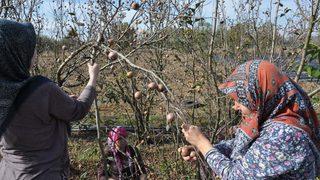 Çiftçi destek ödemeleri 2021: Çiftçiye gübre, mazot, çay, tohum, tarımsal destek ödemesi ne zaman hangi tarihte verilecek?