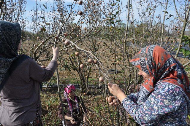 Muşmula çiftçinin yüzünü güldürdü