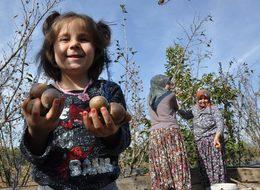 Muşmula çiftçinin yüzünü güldürdü