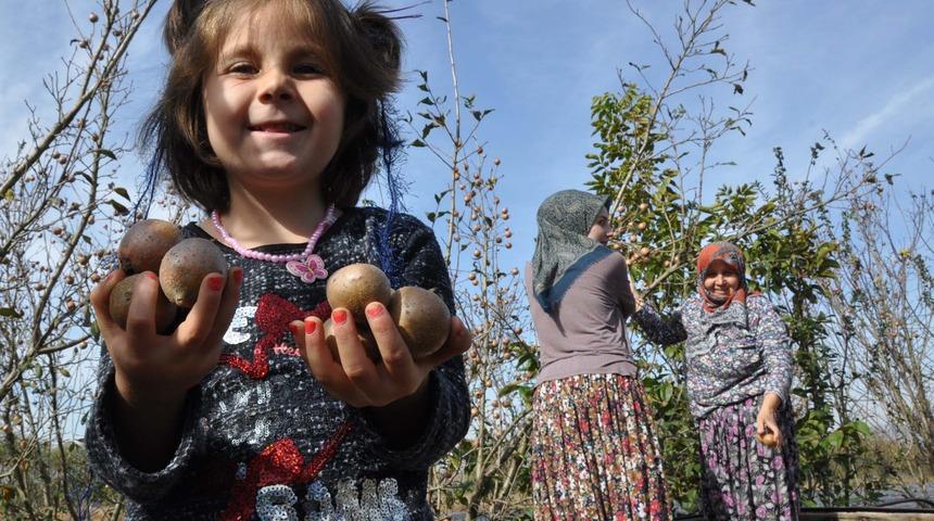 Muşmula çiftçinin yüzünü güldürdü