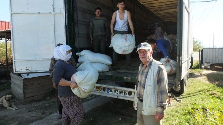 Burhaniye şeker otu üretim merkezi oldu G2