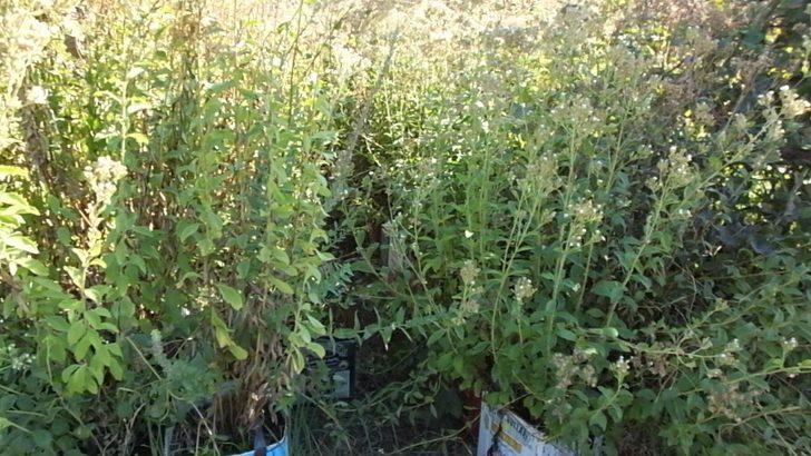 Burhaniye şeker otu üretim merkezi oldu G3