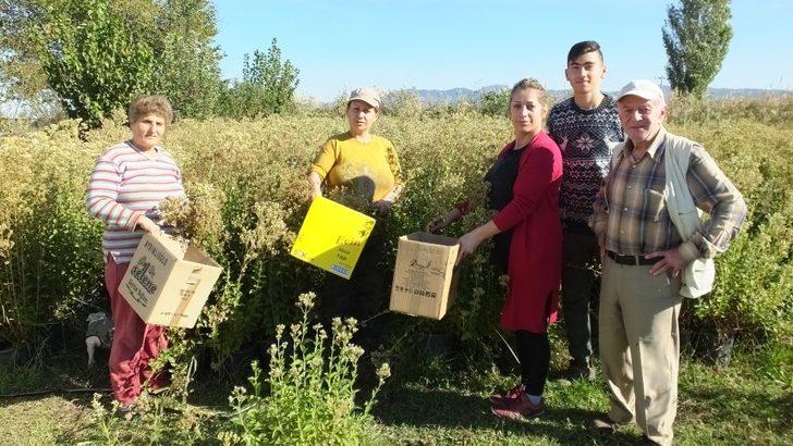 Burhaniye şeker otu üretim merkezi oldu G4