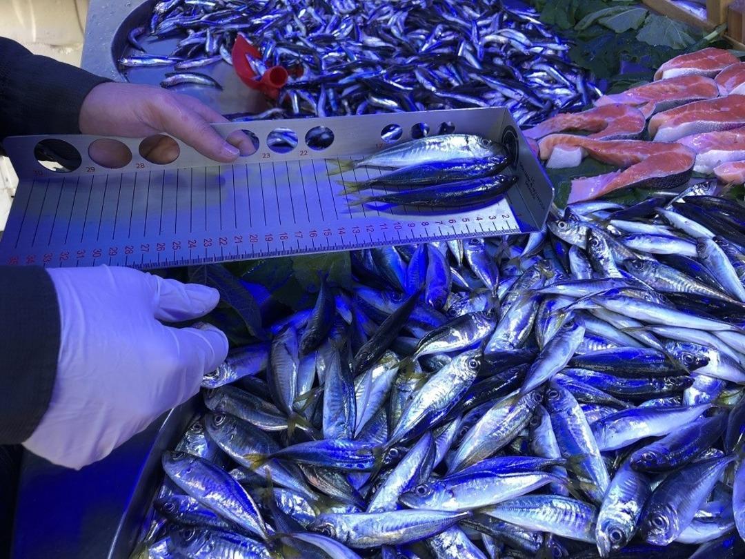 Balık tezgahları denetlendi