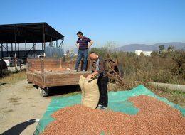 TMO, Düzce'de fındık alımına başladı