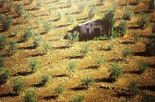 İbramaki Sanat Galerisi’nde ‘Zeytin’ konulu fotoğraf sergisi