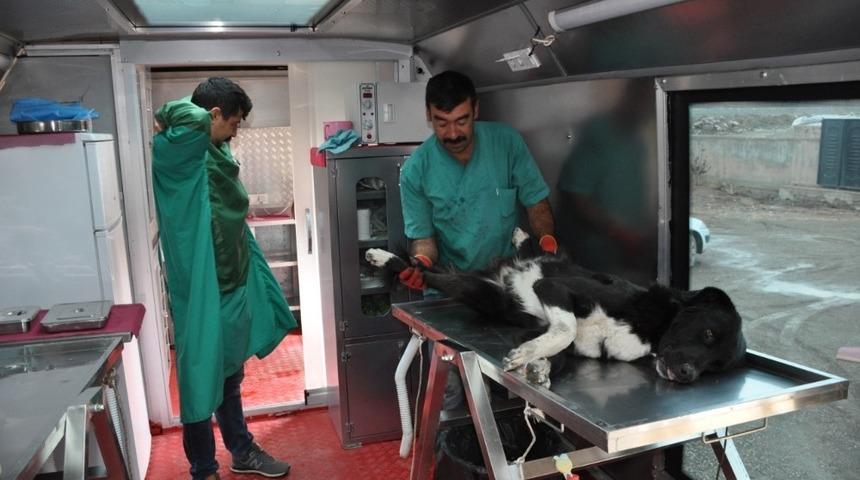 Y&uuml;ksekova&rsquo;da k&ouml;pekler kısırlaştırılıyor