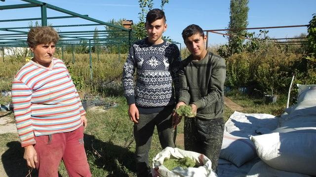 Burhaniye ilaç sanayine 'şeker otu' üreten merkez oldu