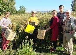 Burhaniye ilaç sanayine 'şeker otu' üreten merkez oldu