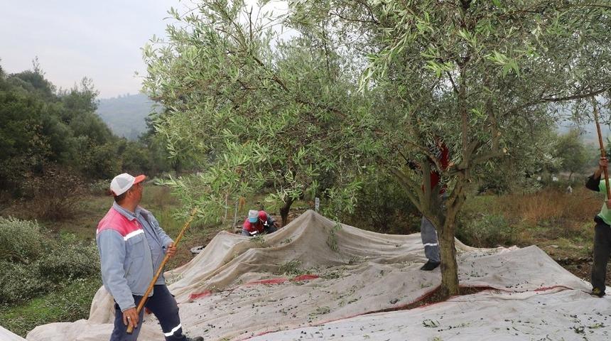 Zeytinler muhtacın sofrası i&ccedil;in toplanmaya başladı