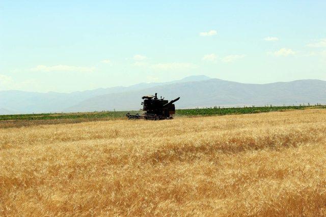 ’Develi Gaceri’ Cumhurbaşkanlığı Tohum Gen Bankası kaydında