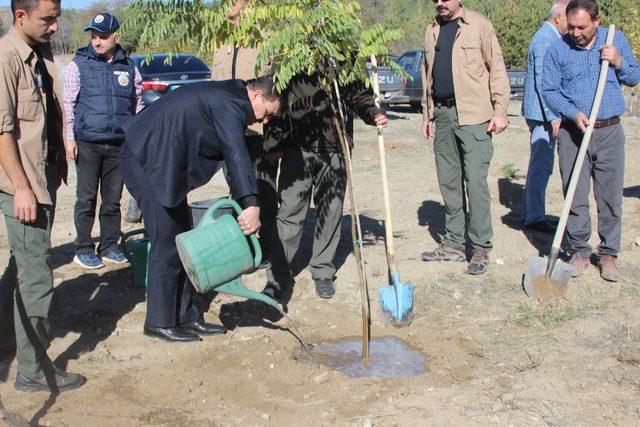 Hükümlüler Erzincan’da fidan dikti