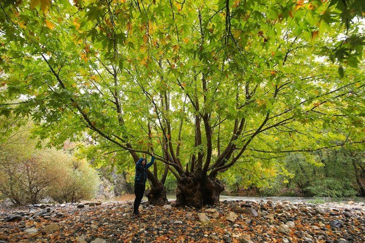Tabloları aratmayan sonbahar manzarası G4