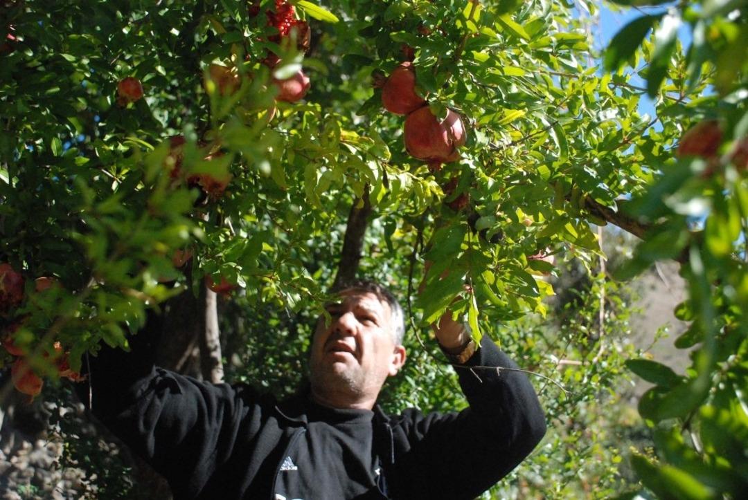 Bitlis&rsquo;te nar hasadı yapılamadı