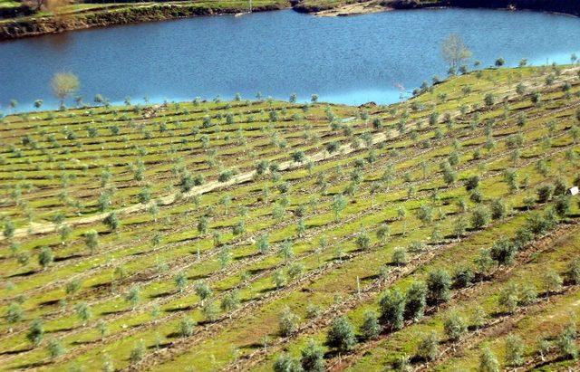 Atıl durumdaki 300 dönüm alanı ekonomiye kazandıran tesisin müdürüne plaket