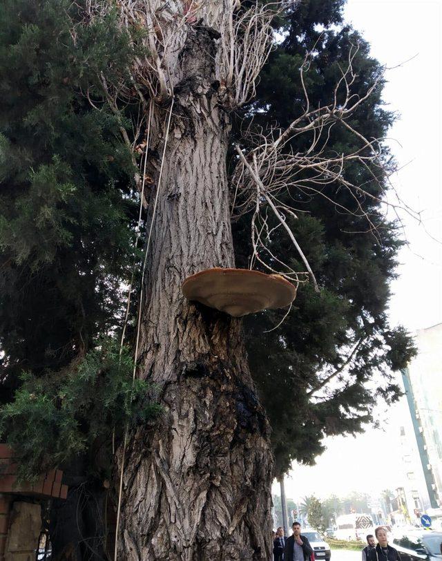 Ağaçta çıkan tepsi büyüklüğündeki mantar şaşırttı