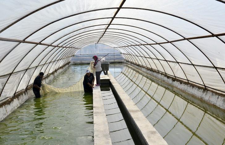 Serada domates gibi balık yetiştiriliyor G3