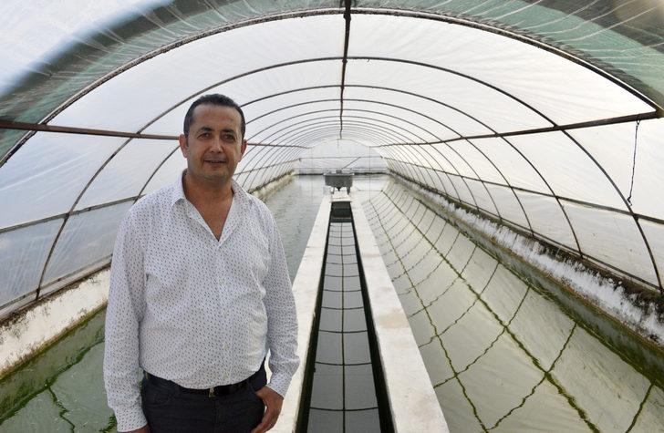 Serada domates gibi balık yetiştiriliyor G2