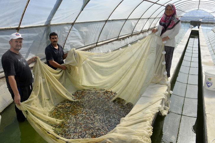 Serada domates gibi balık yetiştiriliyor G5