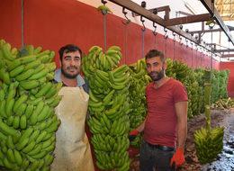 Muz üreticilerinden enflasyonla mücadeleye destek