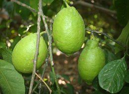 Limon üreticisi dertli