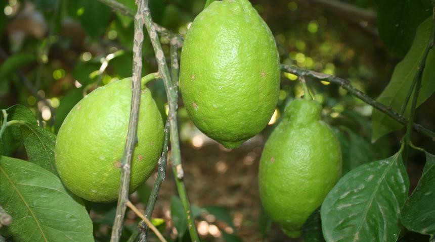 Limon üreticisi dertli