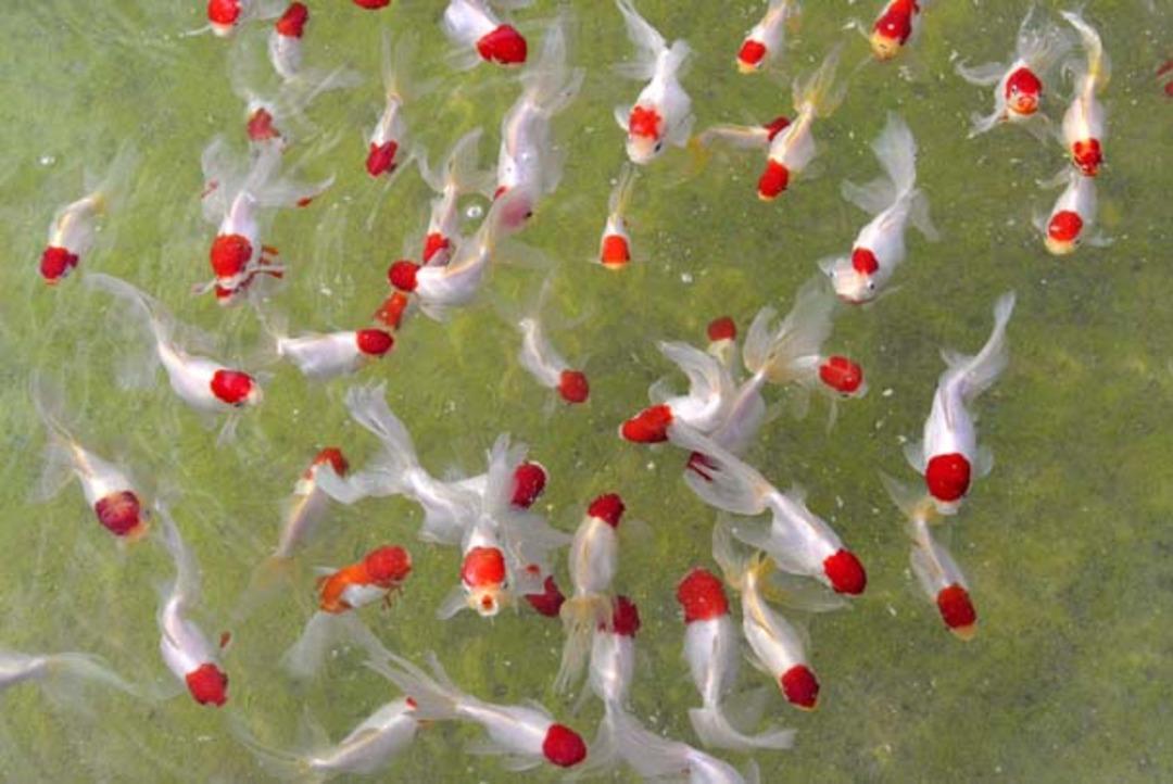 Serada domates gibi balık yetiştiriliyor