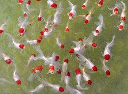 Serada domates gibi balık yetiştiriliyor