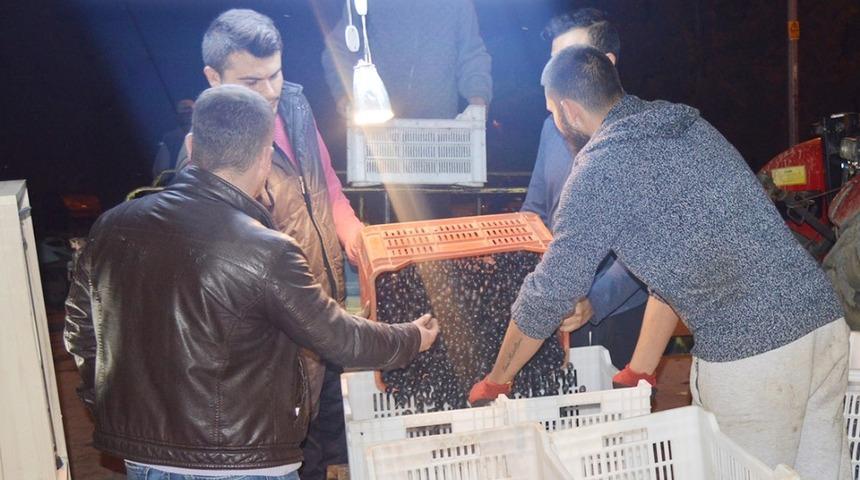 Erdek’te zeytin hasadı sürüyor