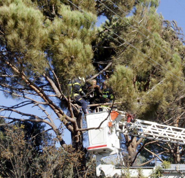 Çam kozalağı toplarken elektrik akımına kapılıp öldü