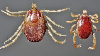 İlk kez görüldü, birkaç gün içerisinde öldürüyor!