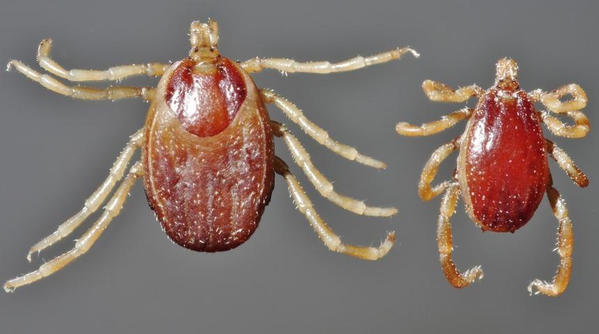 İlk kez görüldü, birkaç gün içerisinde öldürüyor!