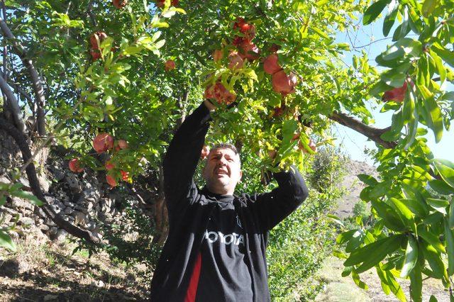 Bitlis'te nar dalında çatladı, hasat yapılamadı