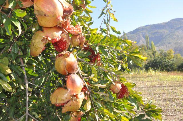 Bitlis'te nar dalında çatladı, hasat yapılamadı