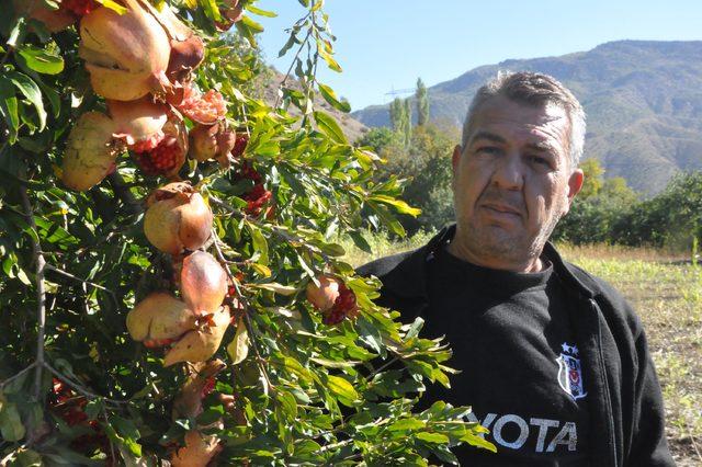 Bitlis'te nar dalında çatladı, hasat yapılamadı