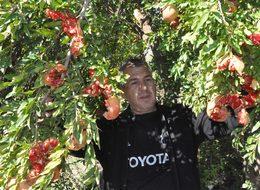 Bitlis'te nar dalında çatladı, hasat yapılamadı