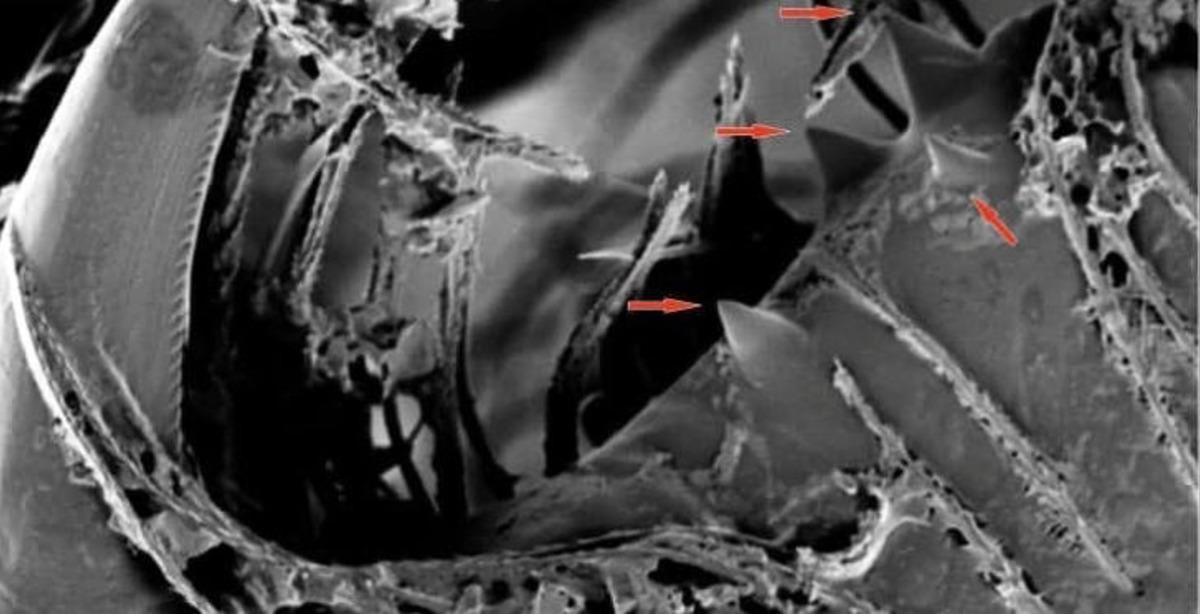 Kıbrıs'ta yeni bir &ouml;r&uuml;mcek t&uuml;r&uuml; keşfedildi