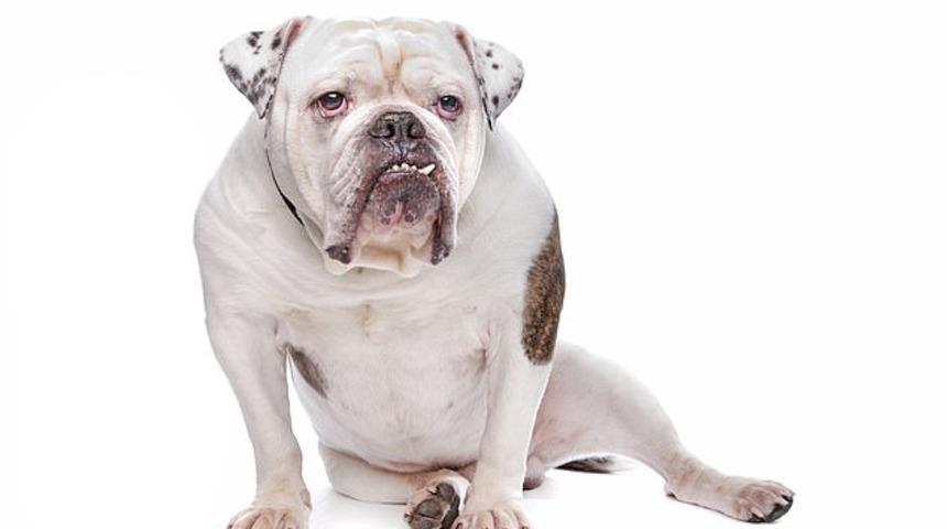 Doktorlar kanlar içinde buldu! Köpeğinin penis ve testislerini yediği ortaya çıktı!