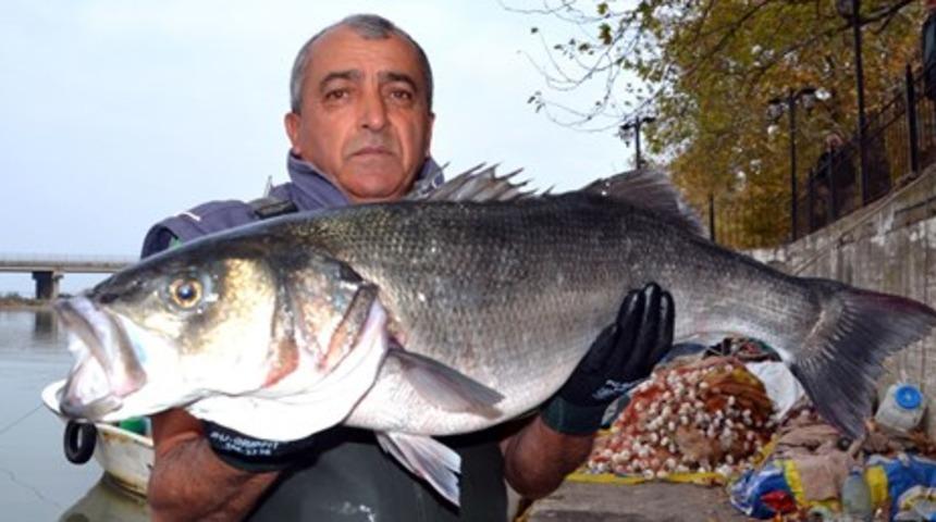 Bir metrelik levrek 700 liraya satıldı
